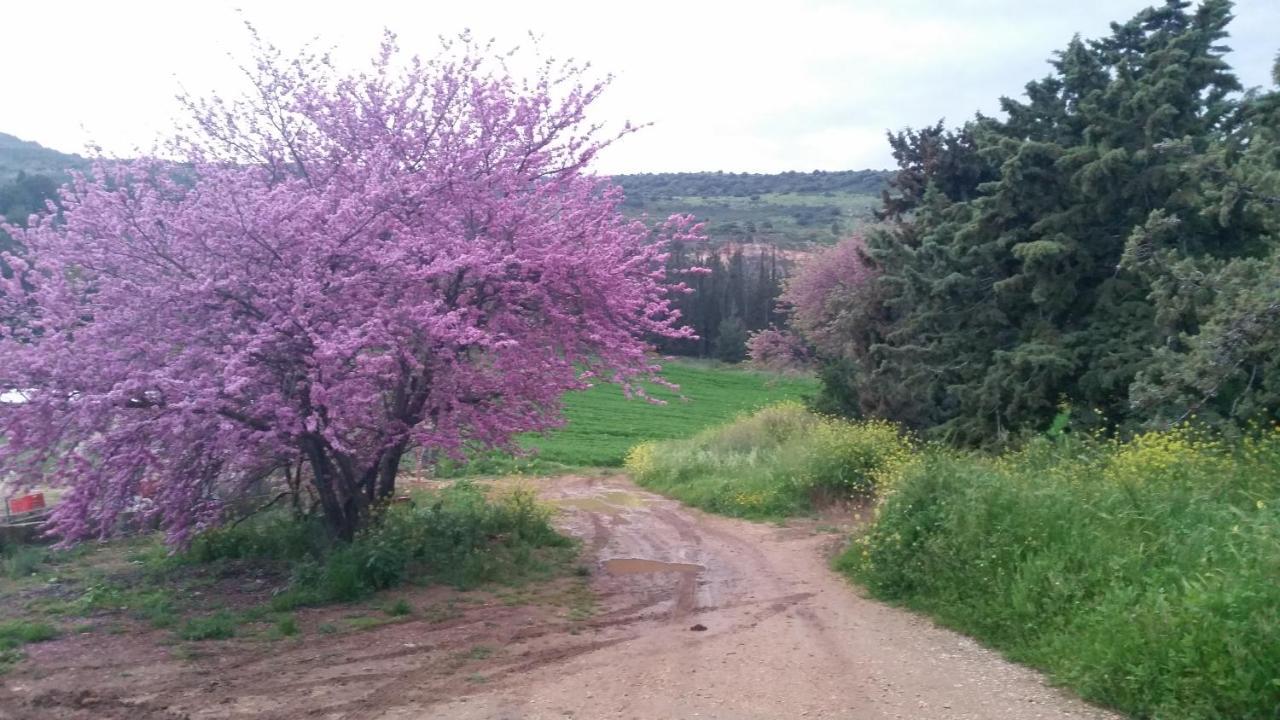 Naftali Albilia 키르얏 셰모나 외부 사진